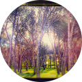 Yolanda Tarrega profile picture